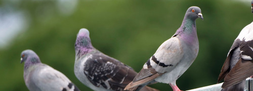 鳥の写真